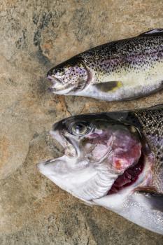 Two fresh rainbow trout on natural stone background