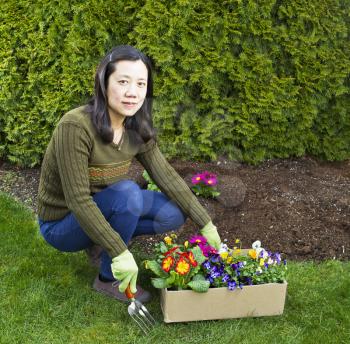 Asian women with box of mixed flowers in flowerbed with green bushes in background