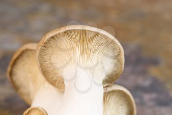 Horizontal photo of underneath a fresh king trumpet mushroom on natural stone background