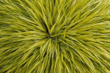 Yellow and green long grass plant in full bloom