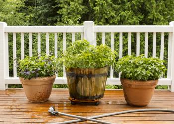 Horizontal photo of a home herb garden, with watering hose in front of pots on cedar deck with white railings and trees in background