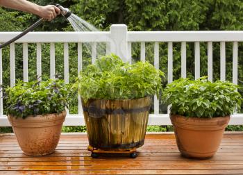 Horizontal photo male hand with water hose watering home herb garden consisting of large flat leaf Italian basil plants growing in pots on cedar deck with white railings and trees in background