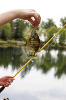 Vertical photo of female hand holding large sunfish, fishing rod, reel, and line with lake and trees in background 