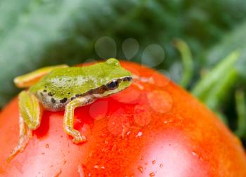 Horizontal photo of green garden frog on single large ripe tomato with blurred out garden in background 