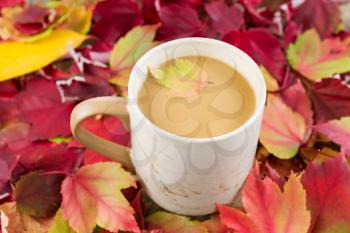 Horizontal photo of fresh coffee, small maple leaf inside, and cream with seasonal autumn leaves surrounding mug 