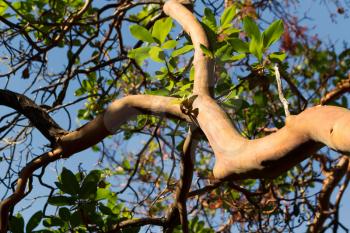 Horizontal photo of a large Madrona tree branch on a blue sky background during summertime