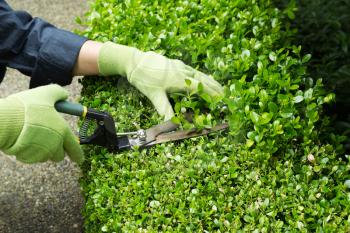 Horizontal photo of hands, wearing gloves, trimming hedges with manual shears 