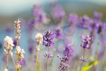 Closeup horizontal photo of a single, top part in focus, lavender flower with various other blurred out flowers and ocean in background 