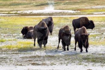 Front view of angry North American Buffalo staring directly forward while grazing in prairie near a hot spring 