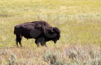 Side view of a single North American Bison (Buffalo) grazing in open prairie