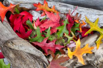 Colorful bright autumn leaves on aged driftwood