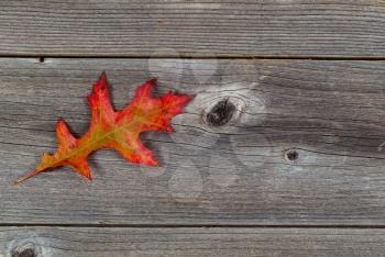 Single vibrant Oak leaf on rustic wooden boards