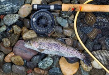 Top view of a single native wild trout next to fishing reel, landing net and pole on wet river bed stones