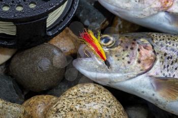 Close up of fly, focus on front of trout fly, in trout mouth with partial reel and wet rocks in background 