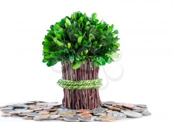 Small plant and branches coming out of pile of coins on glass table with isolated white background and reflection. Money tree concept. 