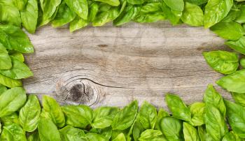 High angled view of freshly picked large basil leafs forming border on rustic wood.