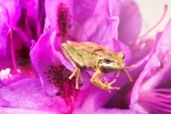 Close up of frog, facing forward, on wild flowers during bright daylight. Light effect applied to image. Selective focus on eye and nose. 