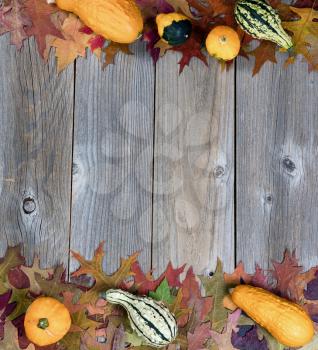 Overhead view of real seasonal autumn gourds and leaves with upper and lower borders on rustic wooden boards. 