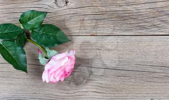 Single pink rose on weathered wooden boards 