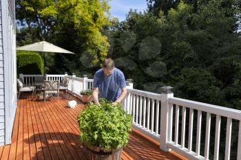 Mature man pruning fresh organic basil plants in wooden barrel on outdoor home deck