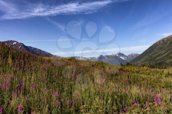 Front view of Alaska fireweed flowers in meadow with snowcapped mountains and blue sky in background 
