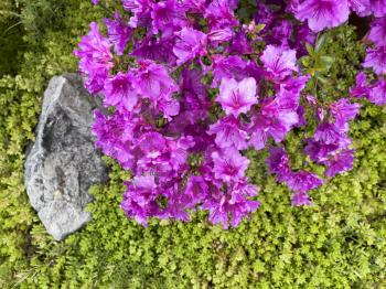 Purple pacific rhododendron flowers with rock and green plant background 