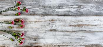 Real pink carnation flowers on left side of rustic wooden planks for mothers day or valentines holiday 