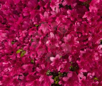 Filled frame of red azaleas flower shrub for home garden 