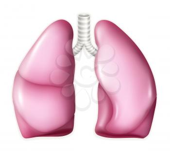 Human lungs, vector