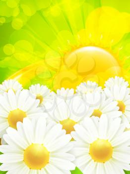 Chamomile background, vector