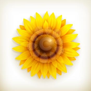 Sunflower, vector