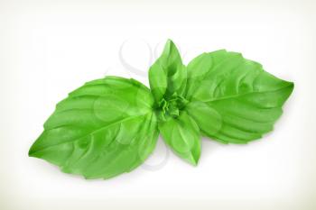Basil leaves, vector illustration
