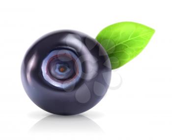 Blueberry, vector illustration