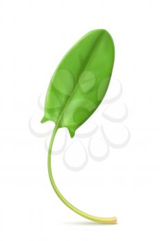 Fresh green leaf sorrel, vector illustration