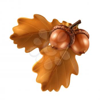 Oak branch with acorns, vector illustration