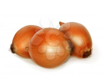 Onion vector illustration
