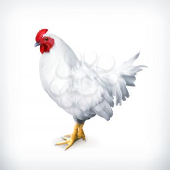White chicken, vector illustration