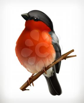 Bullfinch, vector icon