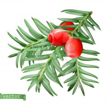 Yew branch, christmas decoration. Taxus tree 3d realistic vector icon