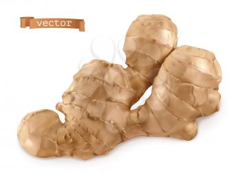 Ginger root. 3d realistic vector