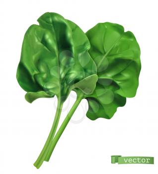 Spinach, vegetable greens. 3d realistic food illustration. Vector object