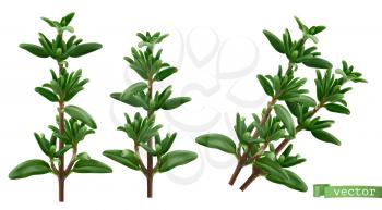 Thymus vulgaris, thyme aromatic herbs. 3d realistic food illustration. Vector object