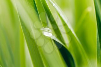 Dew on grass blade, sahllow DOF