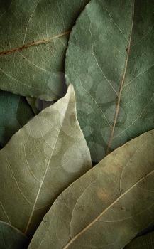Dried laurel leaf background