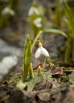 White snowdrop flower growing from last year's leaf.