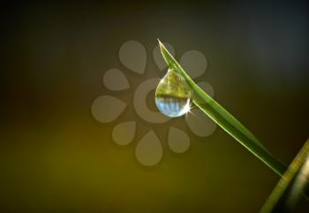 Green grass with dew drop on it 