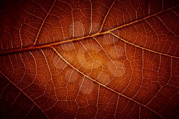  leaf vein texture