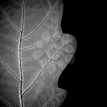 Сlose-up of leaf veins, monochrome.