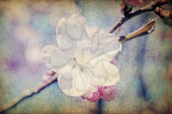 Vintage sakura flowers at spring, macro