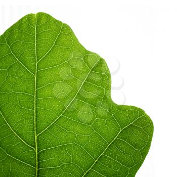 Green oak leaf. Closeup, isolated.